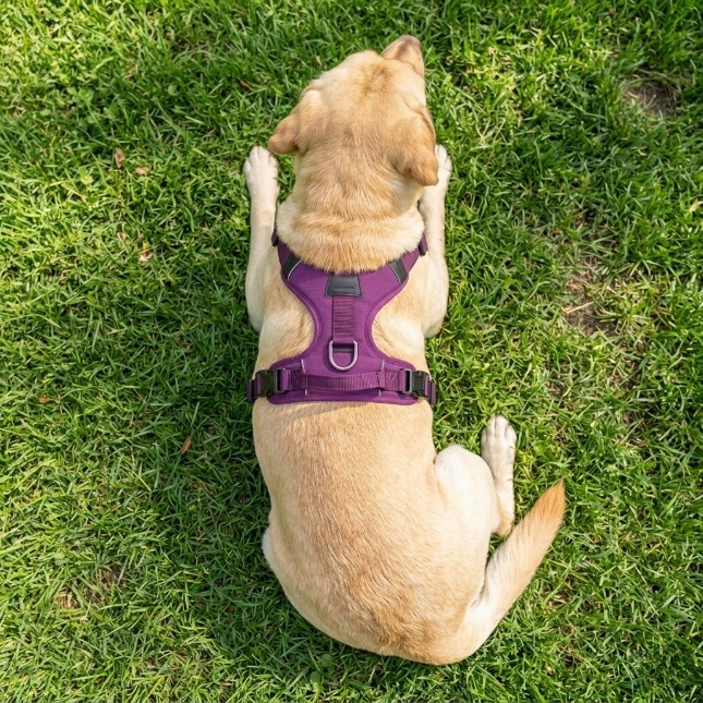 PawHarness No Pull Dog Harness